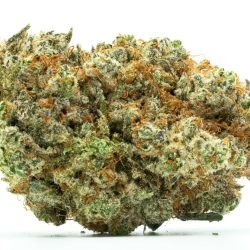 Buy Wet Dream Strain
