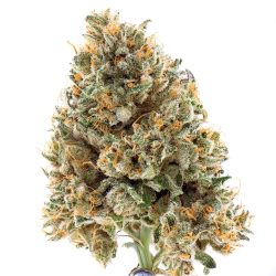 Cookie Puss Strain | IE 420 Supply