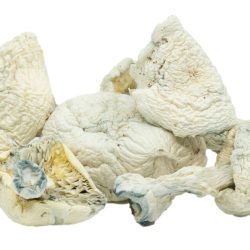 Buy Albino Mushrooms | Psilocybe Mushrooms