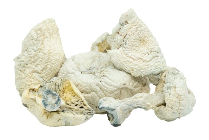 Buy Albino Mushrooms | Psilocybe Mushrooms