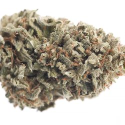 Grand Hustle Strain