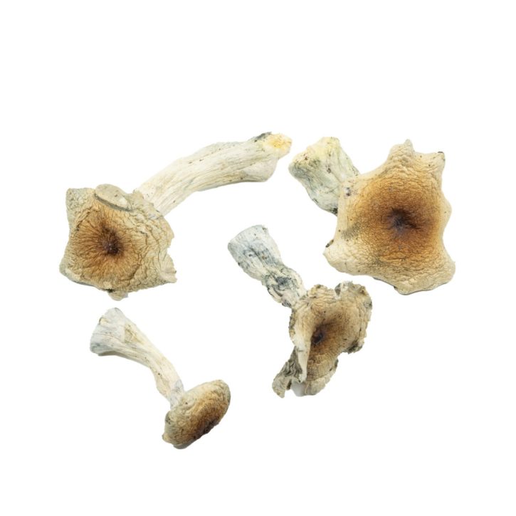 Hill Billys Mushrooms | Magic Shrooms