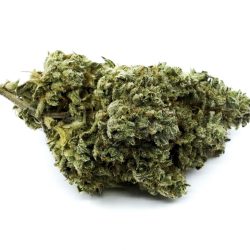 Buy Melon Madness Strain