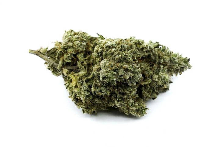 Buy Melon Madness Strain