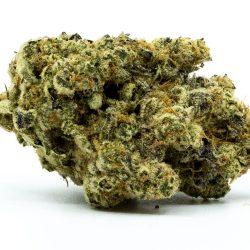 Buy Jungle Cake Strain