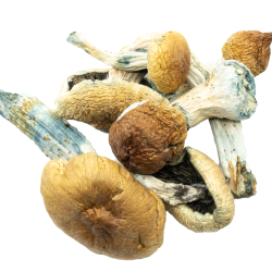 Penis Envy Mushrooms | Magic Mushrooms