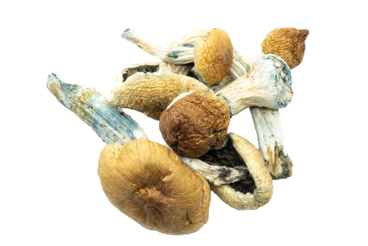 Penis Envy Mushrooms | Magic Mushrooms