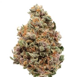 Purple Urkle Strain