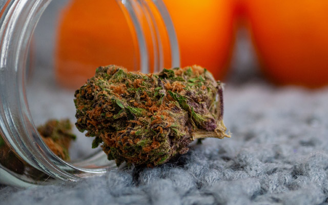 Best Strains for Pain 2021