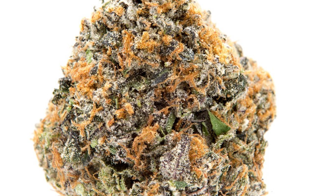 Gushers Strain