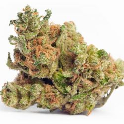 Face Off OG Strain