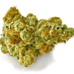 Golden Triangle Strain