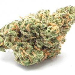 Papaya Strain
