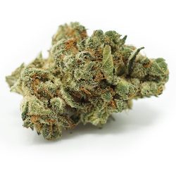 24K Gold Strain