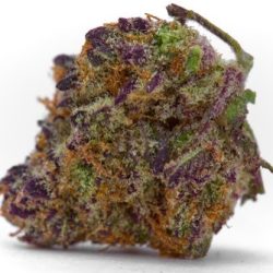 Platinum Widow Strain | Platinum Genetics Team