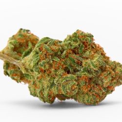 Warhead Cannabis Strain