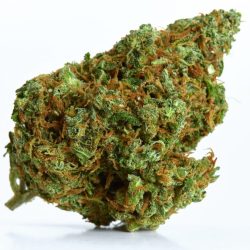 Buy Alice in Wonderland Strain | Relieves Stress and Anxiety
