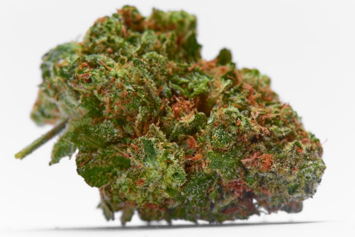 Bad Boy Strain | Packs A Heavy Dose of Energy & Chronic Pain Relief