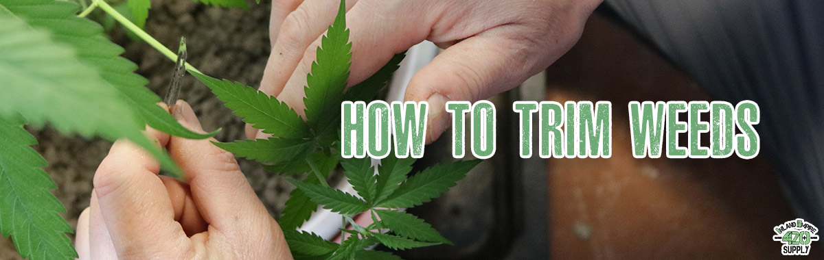 How to Trim Weeds – Before And After Care