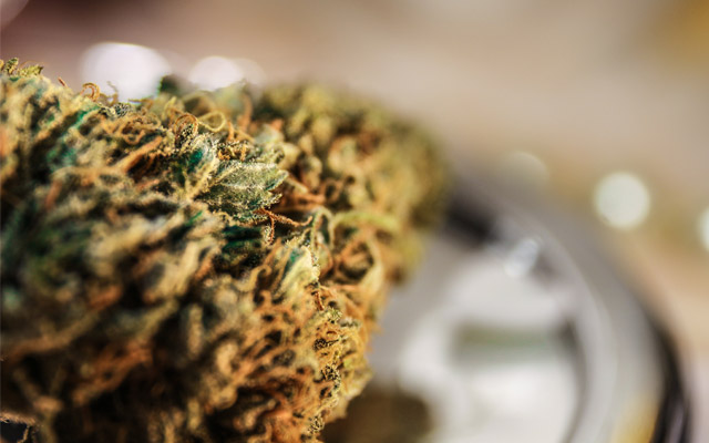Best Sativa Strains of 2021