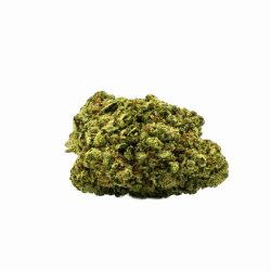 Buy OG Shark Strain Online