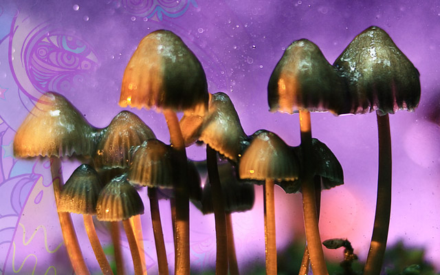How to Have a Good Trip on Mushrooms
