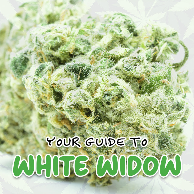 Guide to White Widow Strain