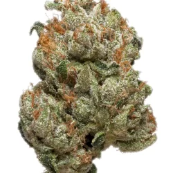 King Kong Glue