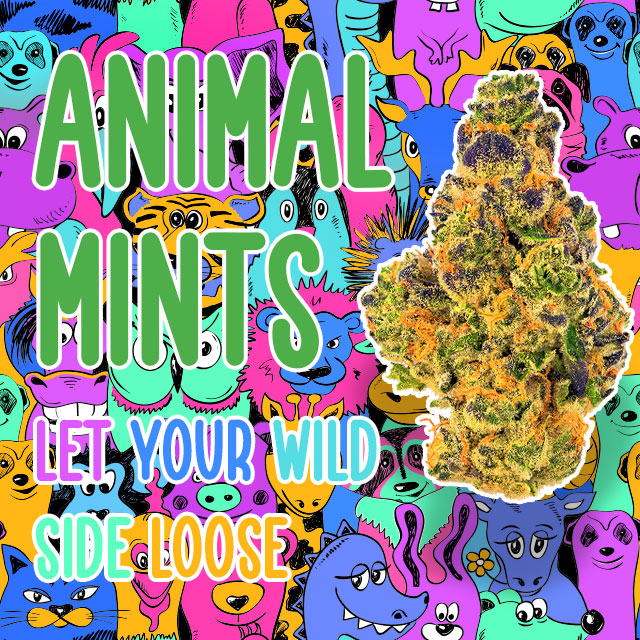 Animal Mints Strain
