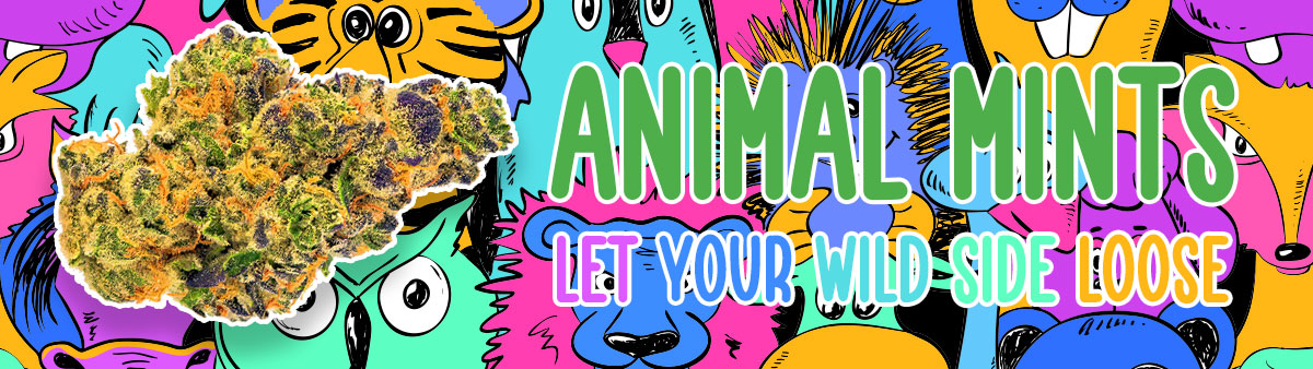 Animal Mints Strain IE 420 Meds