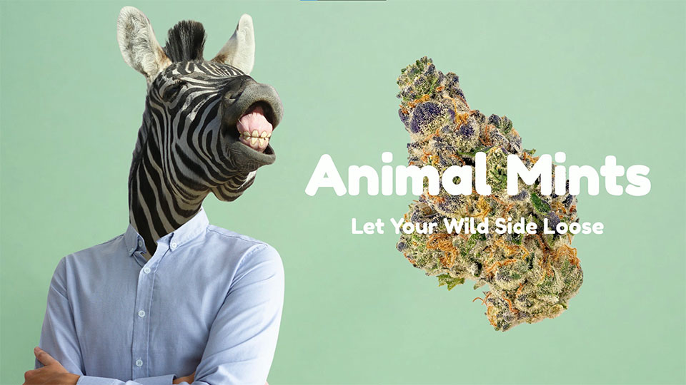 IE 420 Meds - Animal Mints Strain Video