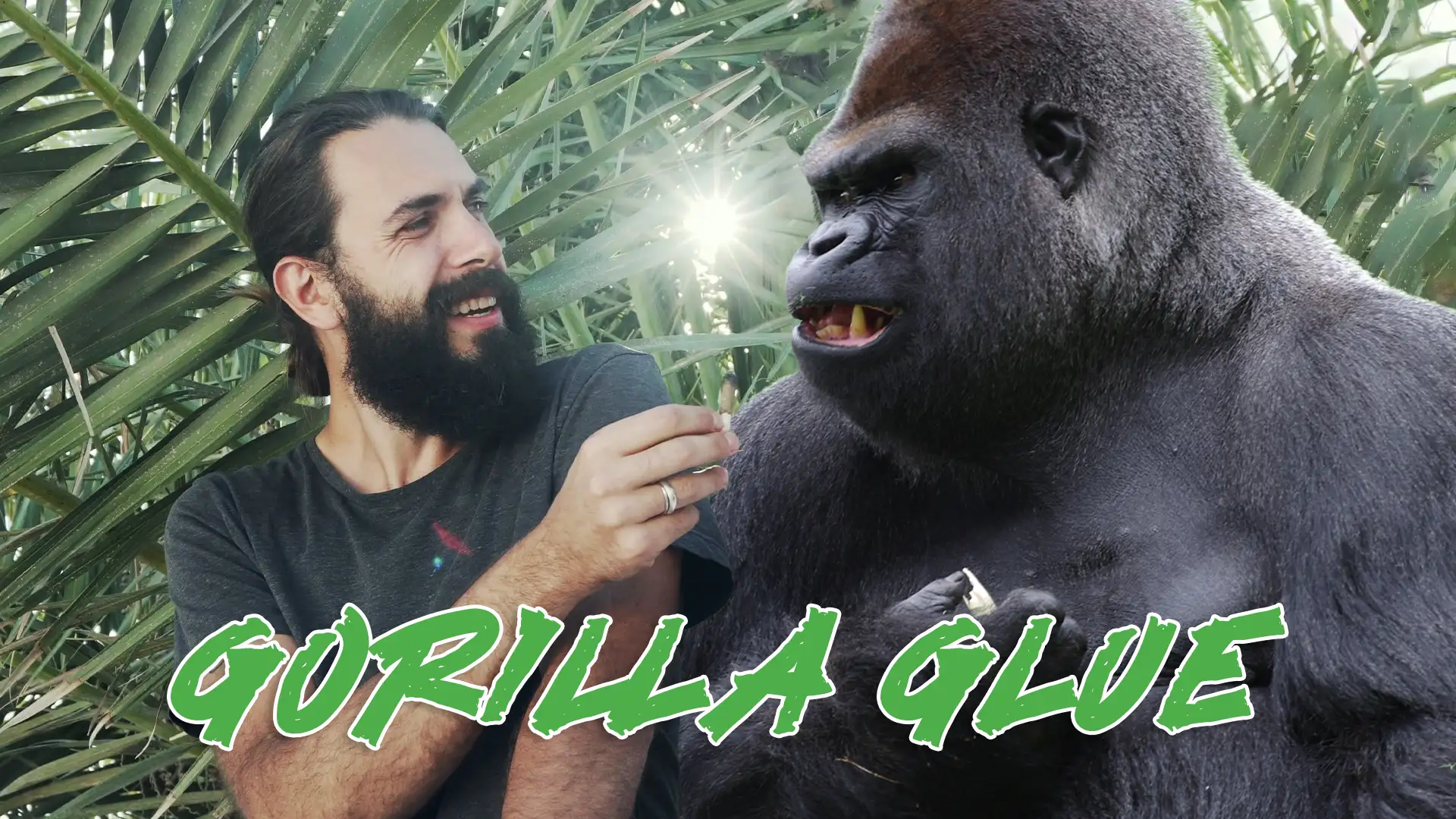 IE 420 Meds - King Kong Glue Video