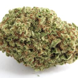 Papaya Punch Strain