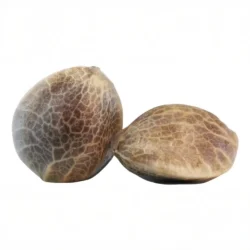 Buy Blue Dream Feminized Seeds Online