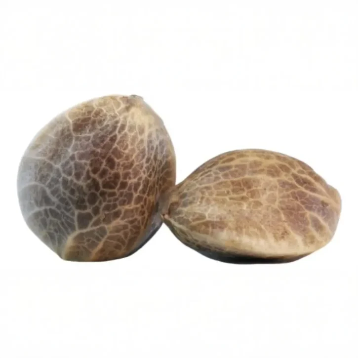 Buy Blue Dream Feminized Seeds Online