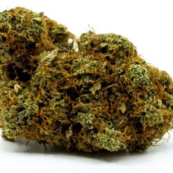 Toad Venom cannabis strain with earthy, sweet citrus flavors and balanced hybrid effects.
