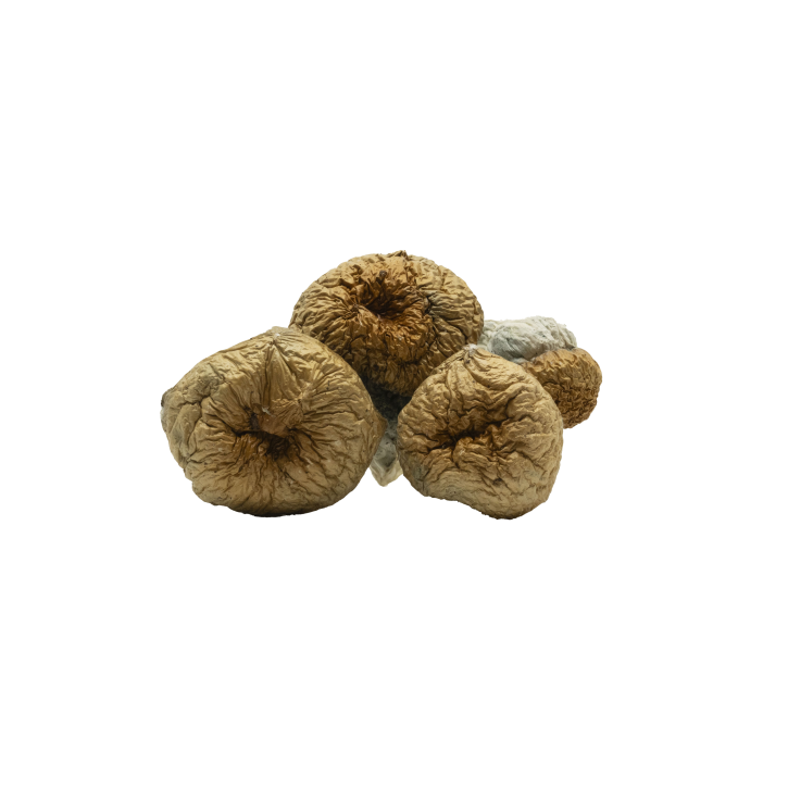 Golden Teacher Mushrooms - Magic Shrooms
