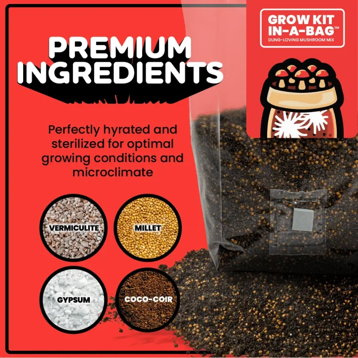 MUSHROOM GROW KIT IN-A-BAG - Image 6