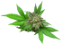 Img-bg-cannabis-leaf-1c.webp