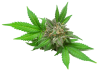 Img-bg-cannabis-leaf-1c.webp