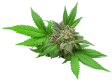 Img-bg-cannabis-leaf-1c.webp